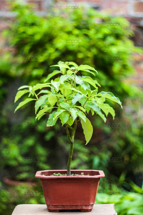 香樟樹盆景（主預(yù)覽-3038873） - 未分類 - 站酷設(shè)計(jì)師菩提子1000原創(chuàng)素材 - 站酷ZCOOL