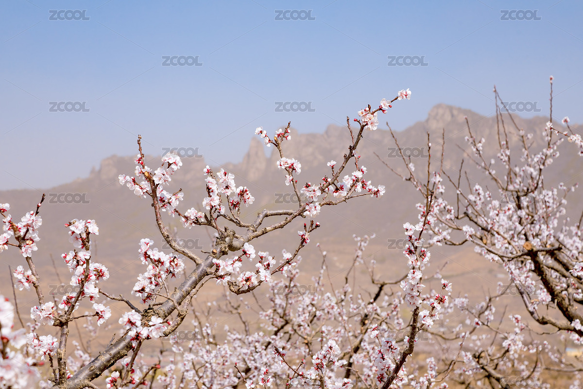 梅花盛開（主預覽-8844977） - 未分類 - 站酷設(shè)計師724hello原創(chuàng)素材 - 站酷ZCOOL