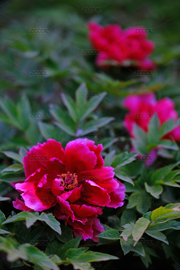 春天里盛开的牡丹花观赏花卉特写（主预览-9035578） - 未分类 - 站酷设计师金翅大鹏原创素材 - 站酷ZCOOL