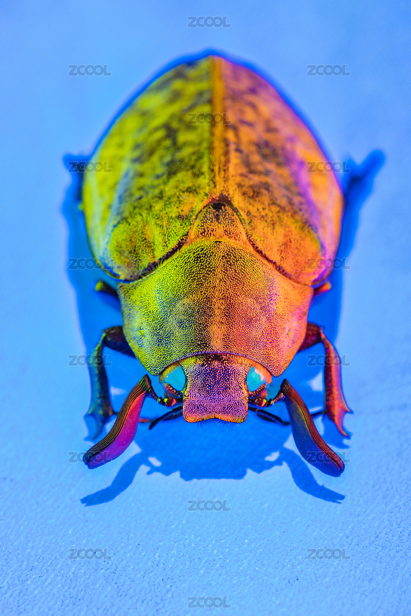 藍色背景上彩色鰓金龜昆蟲標本（主預(yù)覽-4793929） - 未分類 - 站酷設(shè)計師春上喜食原創(chuàng)素材 - 站酷ZCOOL
