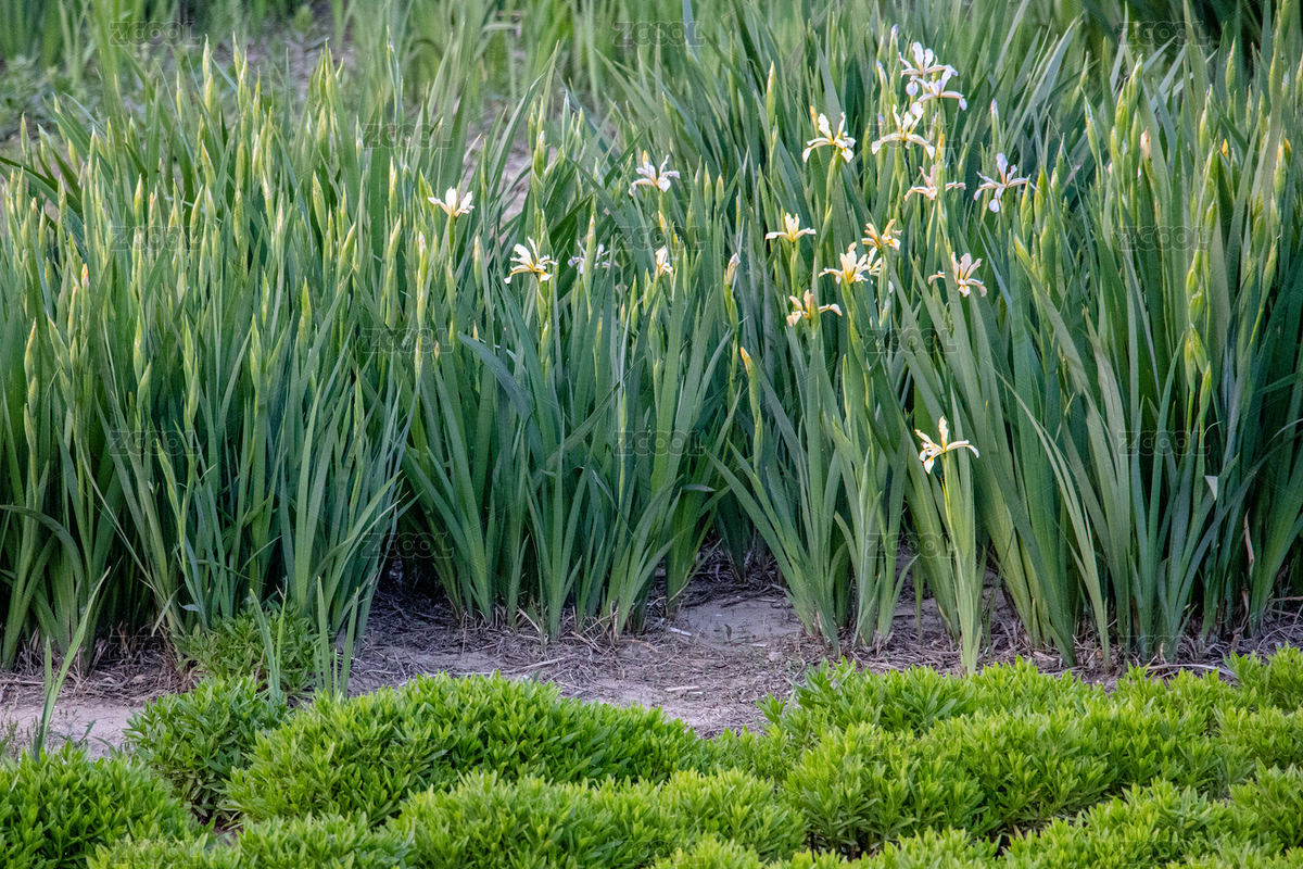 花花草草（主預(yù)覽-2660833） - 未分類(lèi) - 站酷設(shè)計(jì)師陳塵Campbell原創(chuàng)素材 - 站酷ZCOOL