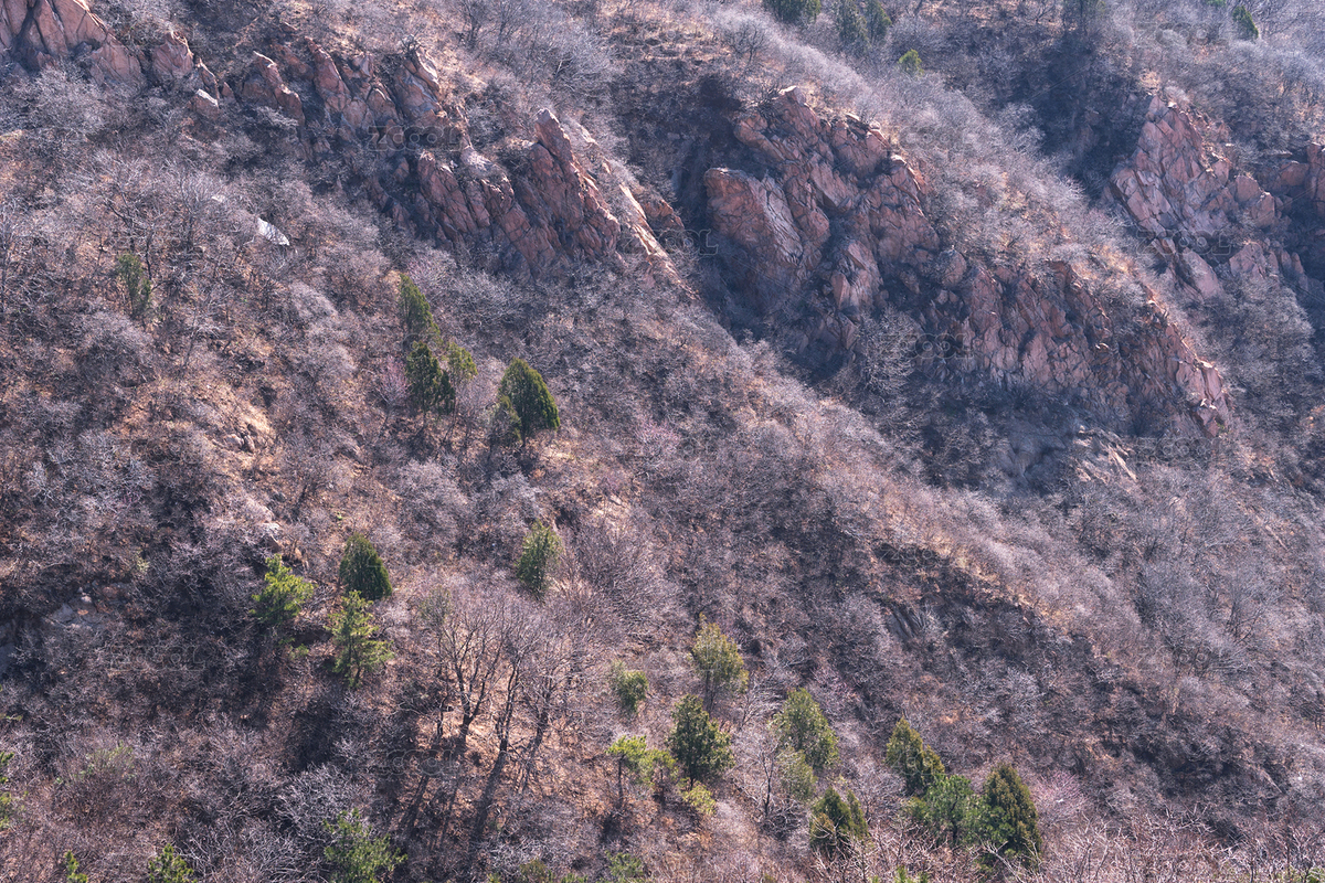 初春季節(jié)山體上初生的植物（主預(yù)覽-5171636） - 未分類(lèi) - 站酷設(shè)計(jì)師小羽怪原創(chuàng)素材 - 站酷ZCOOL