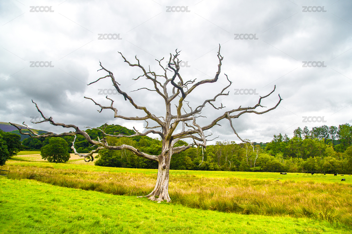 英國(guó)湖區(qū)凱西克公園枯樹(shù)（主預(yù)覽-3530902） - 未分類(lèi) - 站酷設(shè)計(jì)師仰望星空者原創(chuàng)素材 - 站酷ZCOOL