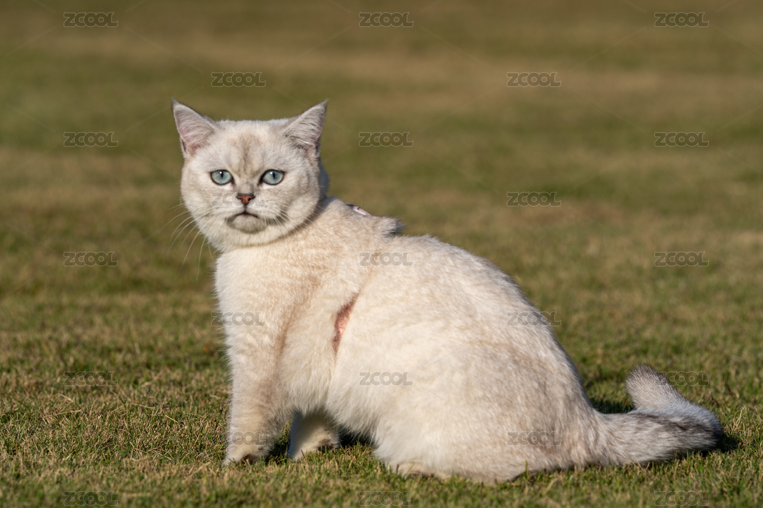 草地上白色的英国短毛猫