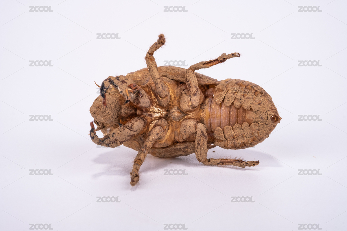 蟬若蟲蛻下的皮白底（主預(yù)覽-5380452） - 未分類 - 站酷設(shè)計(jì)師Akuuga原創(chuàng)素材 - 站酷ZCOOL