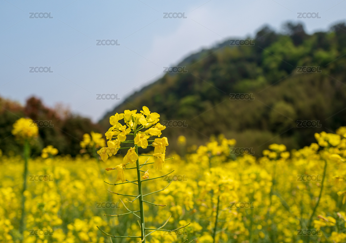 莫干山黄色油菜花田（主预览-8285060） - 未分类 - 站酷设计师Janssenzx原创素材 - 站酷ZCOOL