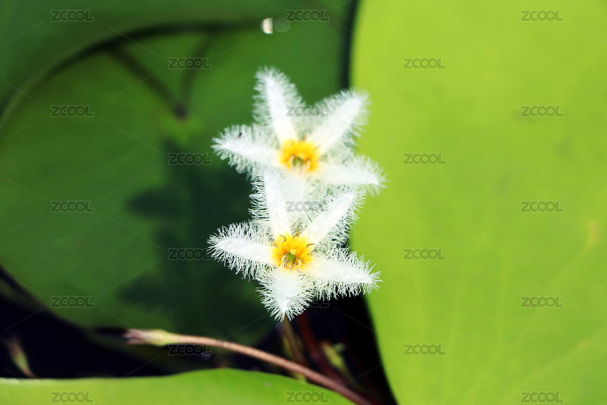 公園里盛開的五星型金銀蓮花（主預(yù)覽-6720805） - 未分類 - 站酷設(shè)計(jì)師沐梓楹原創(chuàng)素材 - 站酷ZCOOL