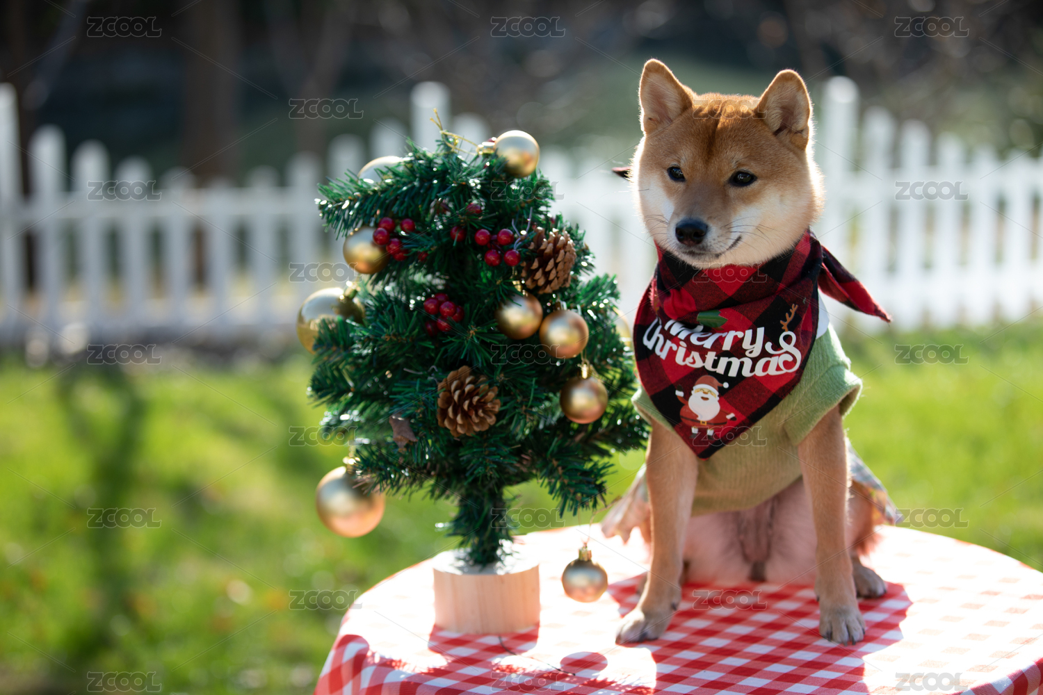宠物摄影圣诞节坐在桌上的柴犬