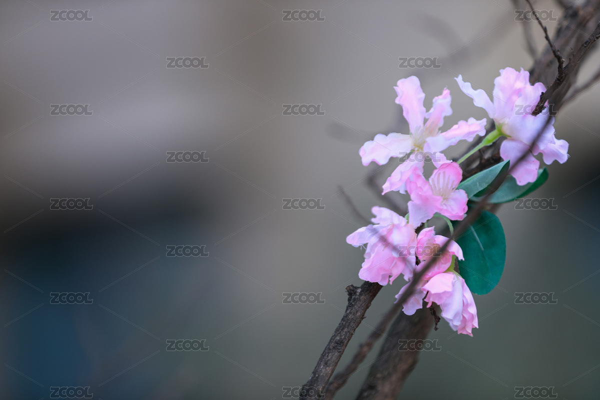 枝頭上的淡粉假花（主預(yù)覽-11488690） - 未分類(lèi) - 站酷設(shè)計(jì)師KM無(wú)線(xiàn)原創(chuàng)素材 - 站酷ZCOOL