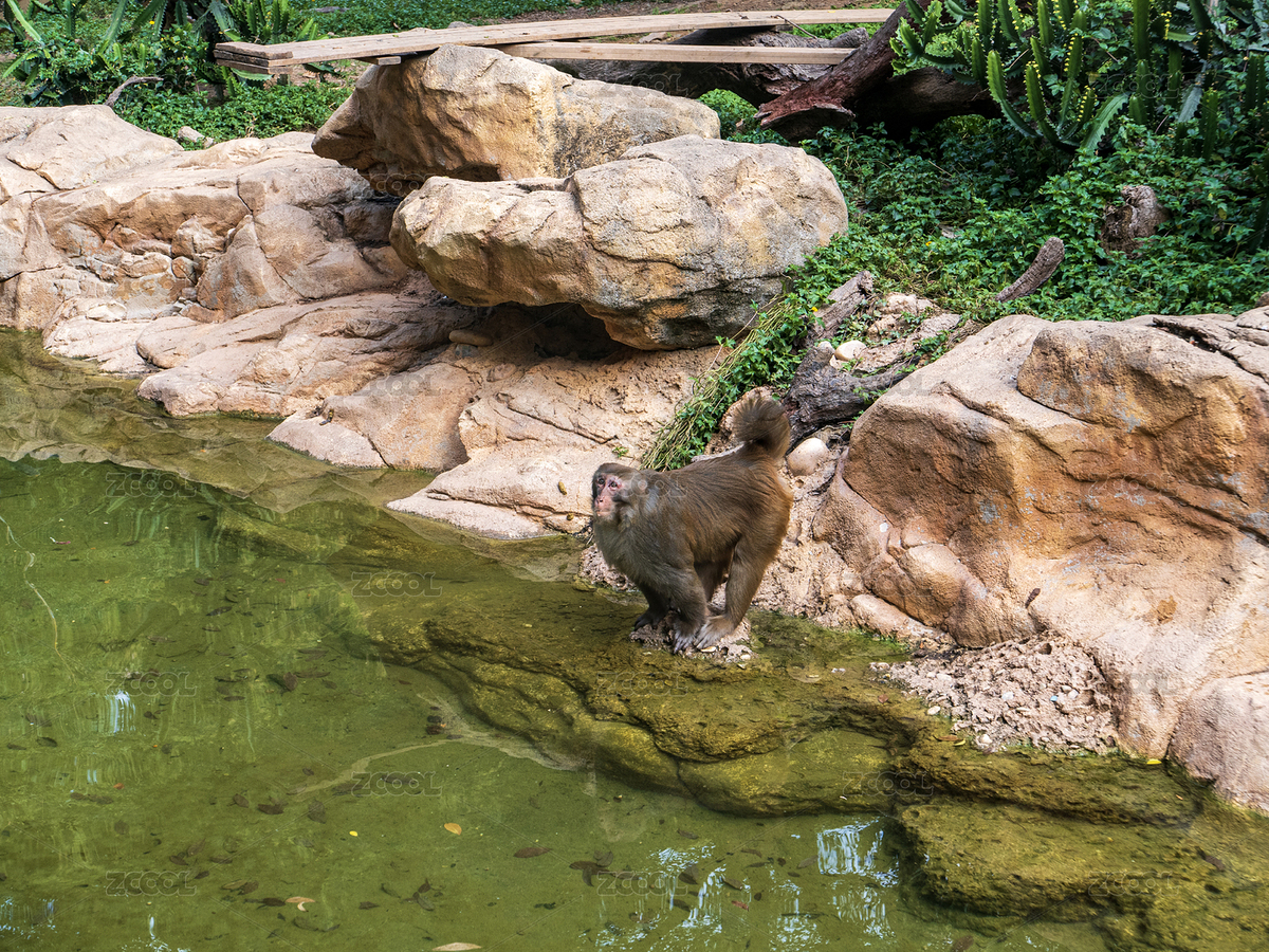 中國廣州長隆野生動物園的猴子（主預(yù)覽-12616074） - 未分類 - 站酷設(shè)計師mika_daniel原創(chuàng)素材 - 站酷ZCOOL