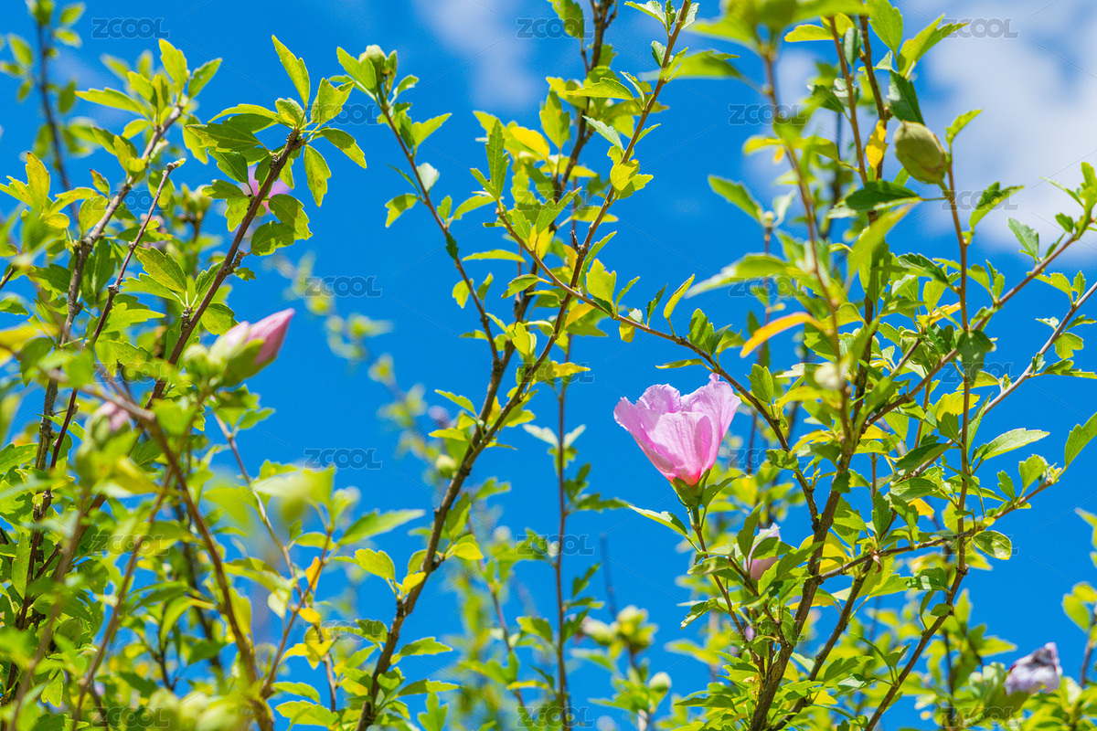 陽光下花園里盛開的木槿花（主預覽-8384848） - 未分類 - 站酷設計師曇華碎影原創(chuàng)素材 - 站酷ZCOOL