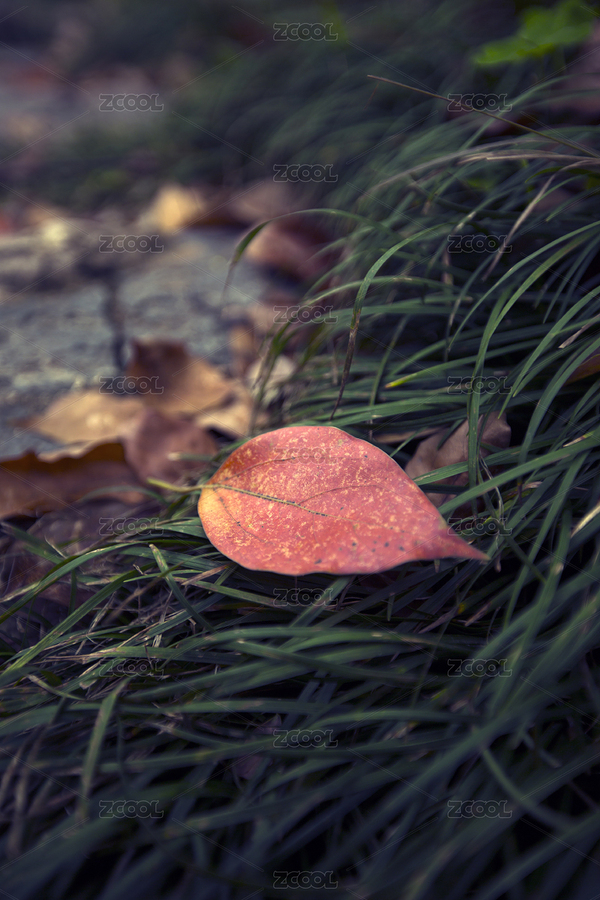 落在草丛中的红色树叶（主预览-3852242） - 未分类 - 站酷设计师zhouyuling909原创素材 - 站酷ZCOOL