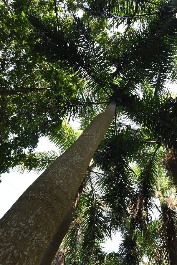 根系發(fā)達(dá)的大王椰（主預(yù)覽-3820510） - 未分類 - 站酷設(shè)計(jì)師羊圈有青草原創(chuàng)素材 - 站酷ZCOOL