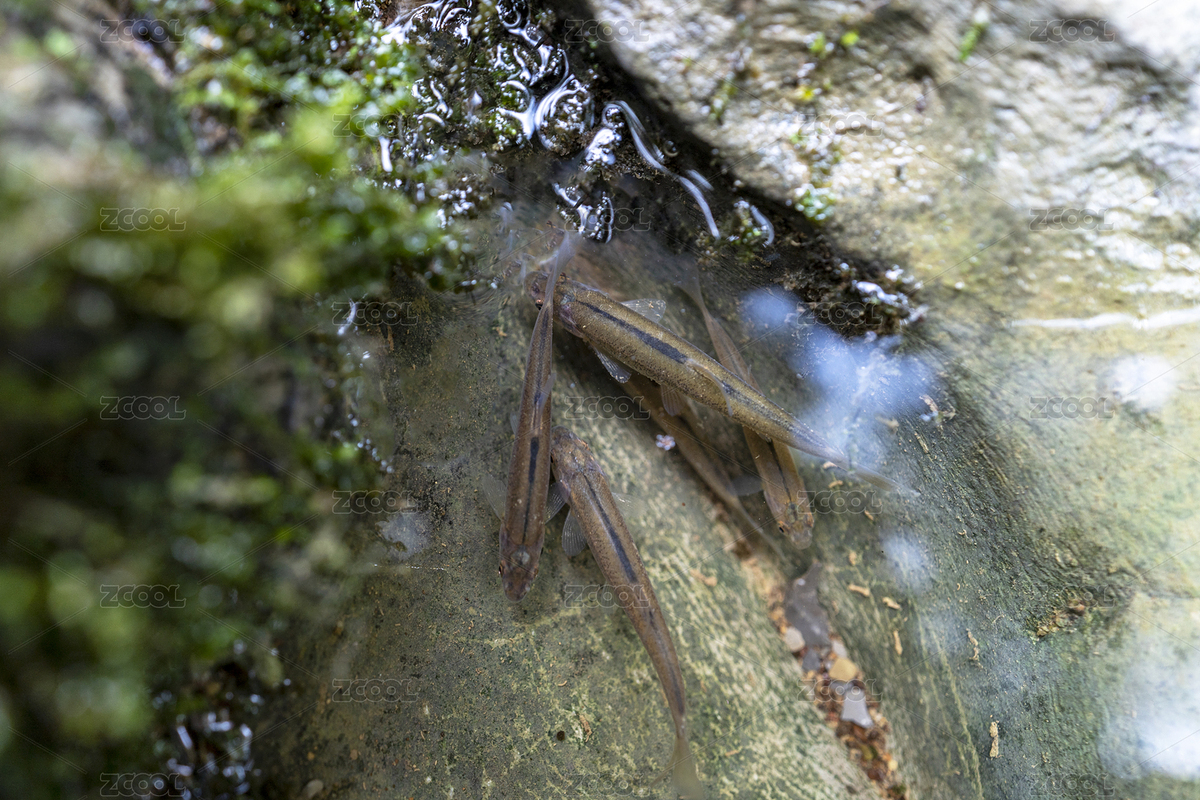 夏季入暑山澗魚兒享清涼（主預(yù)覽-8095193） - 未分類 - 站酷設(shè)計(jì)師蟲兒飛a原創(chuàng)素材 - 站酷ZCOOL
