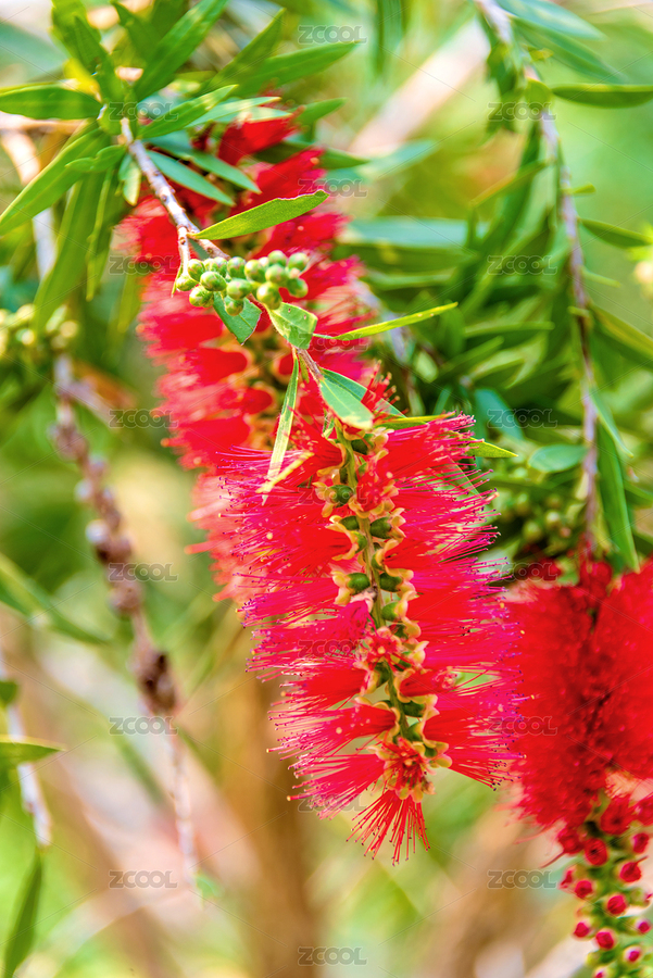 桃金娘科红千层属植物——垂枝红千层（主预览-11255222） - 未分类 - 站酷设计师健忘的行摄世界原创素材 - 站酷ZCOOL