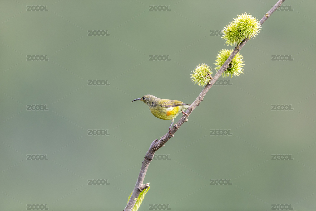 一只雌性藍喉太陽鳥穿梭于花從尋覓花蜜昆蟲（主預覽-6318322） - 未分類 - 站酷設(shè)計師sunny0756原創(chuàng)素材 - 站酷ZCOOL