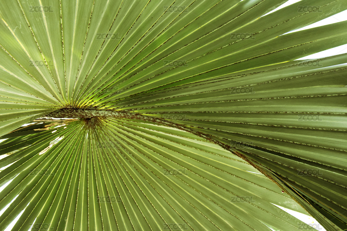 城市道路邊種植的霸王棕（主預(yù)覽-3820475） - 未分類 - 站酷設(shè)計師羊圈有青草原創(chuàng)素材 - 站酷ZCOOL
