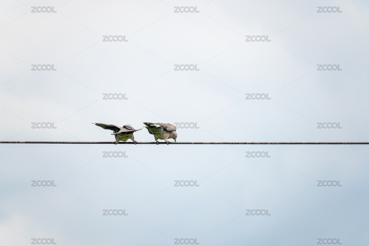 两只小鸟在电线上嬉戏（主预览-6492490） - 未分类 - 站酷设计师JZ0001原创素材 - 站酷ZCOOL