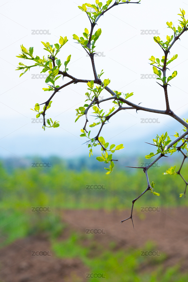 棗樹大棗棗子鮮棗果實(shí)（主預(yù)覽-8374880） - 未分類 - 站酷設(shè)計(jì)師安147123原創(chuàng)素材 - 站酷ZCOOL