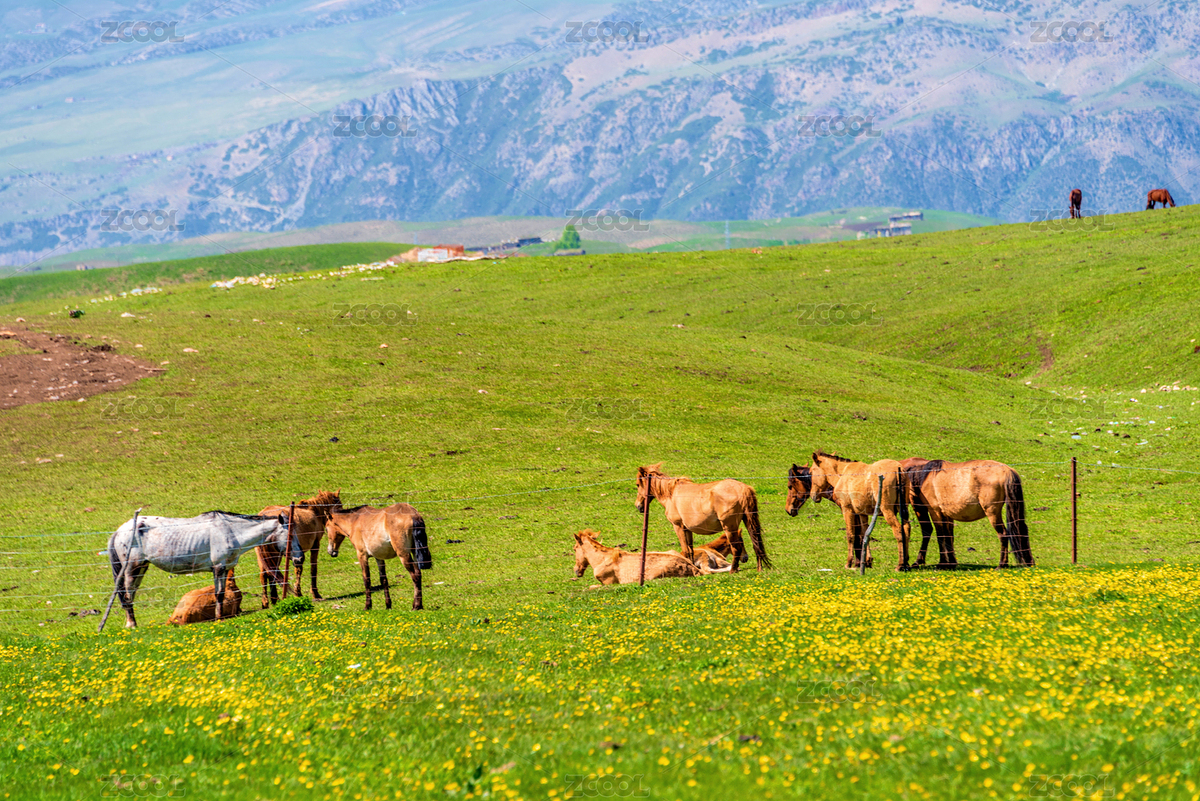 中國新疆伊犁特克斯瓊庫什臺牧場風(fēng)光（主預(yù)覽-8328825） - 未分類 - 站酷設(shè)計師健忘的行攝世界原創(chuàng)素材 - 站酷ZCOOL