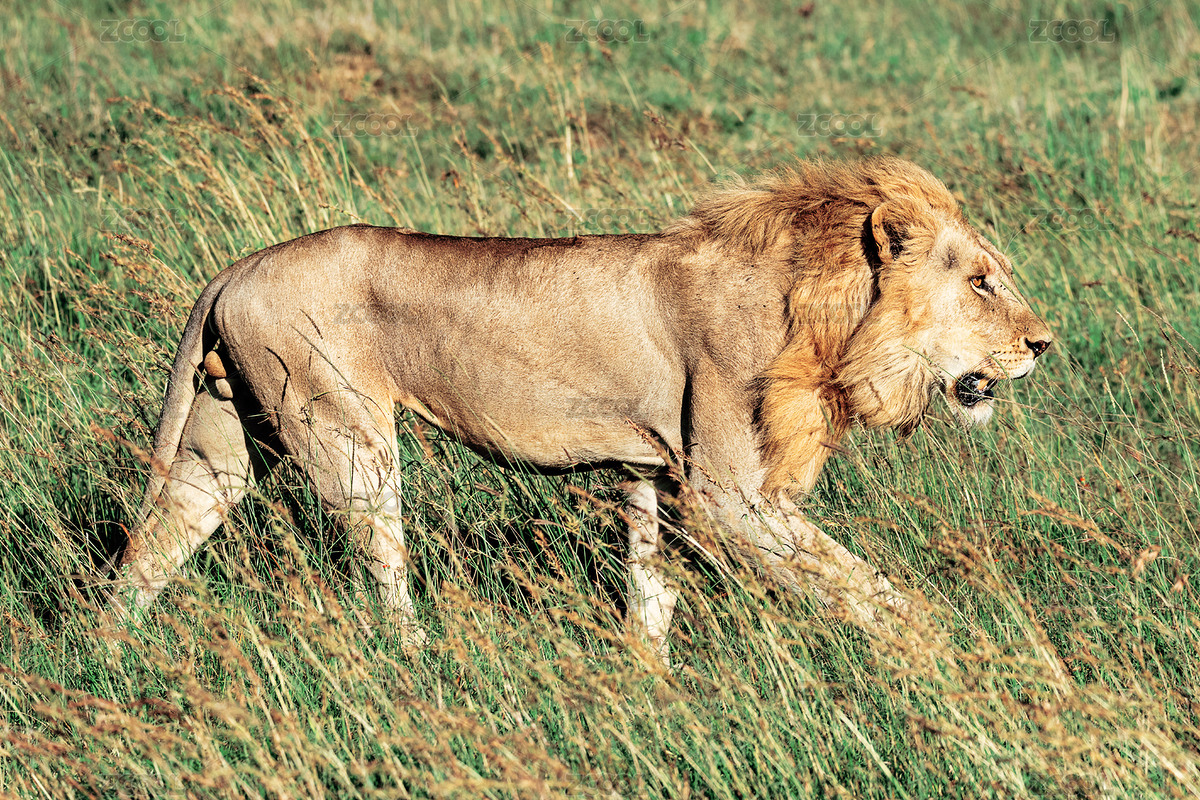 矯健的非洲雄獅子肌肉發(fā)達(dá) 側(cè)面全身照（主預(yù)覽-8742576） - 未分類 - 站酷設(shè)計(jì)師TaoTaoLi1989原創(chuàng)素材 - 站酷ZCOOL