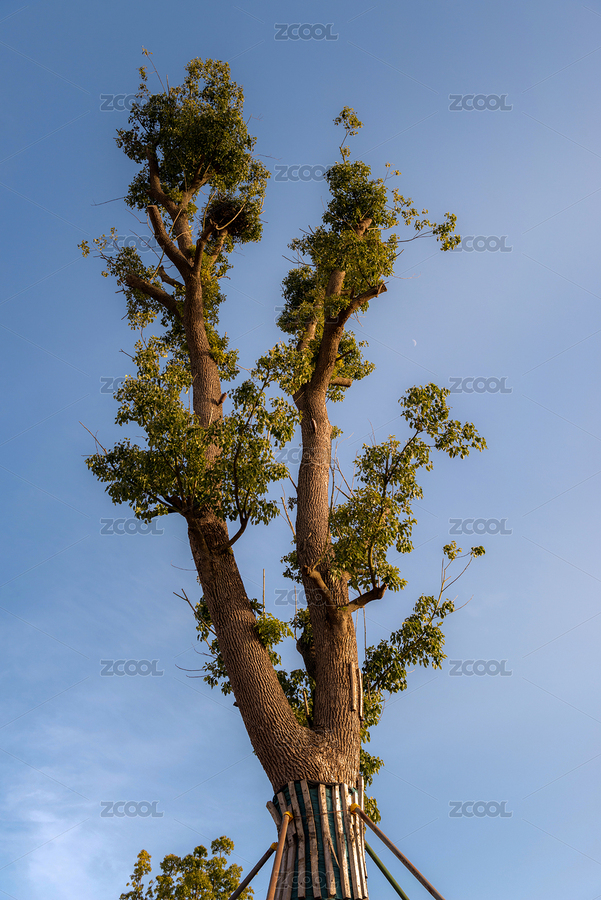 冬季藍(lán)天下一棵香樟樹(shù)（主預(yù)覽-384436） - 未分類(lèi) - 站酷設(shè)計(jì)師弓星杰原創(chuàng)素材 - 站酷ZCOOL