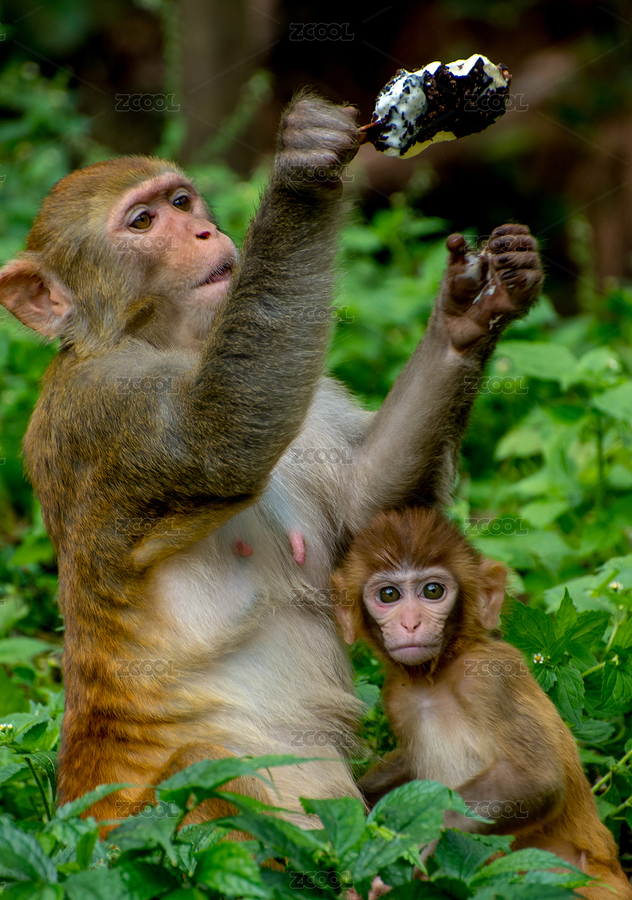 在草叢中吃雪糕的猴子母子倆（主預(yù)覽-852793） - 未分類 - 站酷設(shè)計(jì)師喬小弟愛光影原創(chuàng)素材 - 站酷ZCOOL