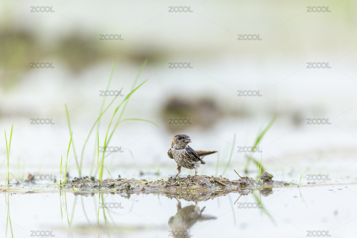 春天里一只金腰燕飛落沼田銜泥筑巢（主預(yù)覽-1322487） - 未分類 - 站酷設(shè)計(jì)師sunny0756原創(chuàng)素材 - 站酷ZCOOL
