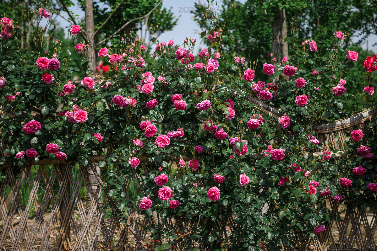 竹籬笆上盛開的粉色月季（主預(yù)覽-6489469） - 未分類 - 站酷設(shè)計(jì)師老路上來原創(chuàng)素材 - 站酷ZCOOL