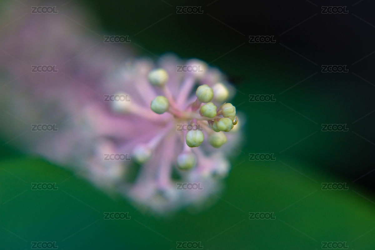 紫色开花植物特写镜头 商陆科商陆属植物（主预览-4225633） - 未分类 - 站酷设计师弓星杰原创素材 - 站酷ZCOOL