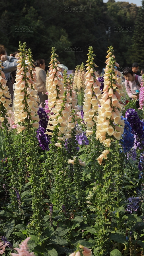 20250220深圳仙湖植物園大花飛燕草（主預(yù)覽-9355087） - 未分類 - 站酷設(shè)計(jì)師雪落無痕33原創(chuàng)素材 - 站酷ZCOOL