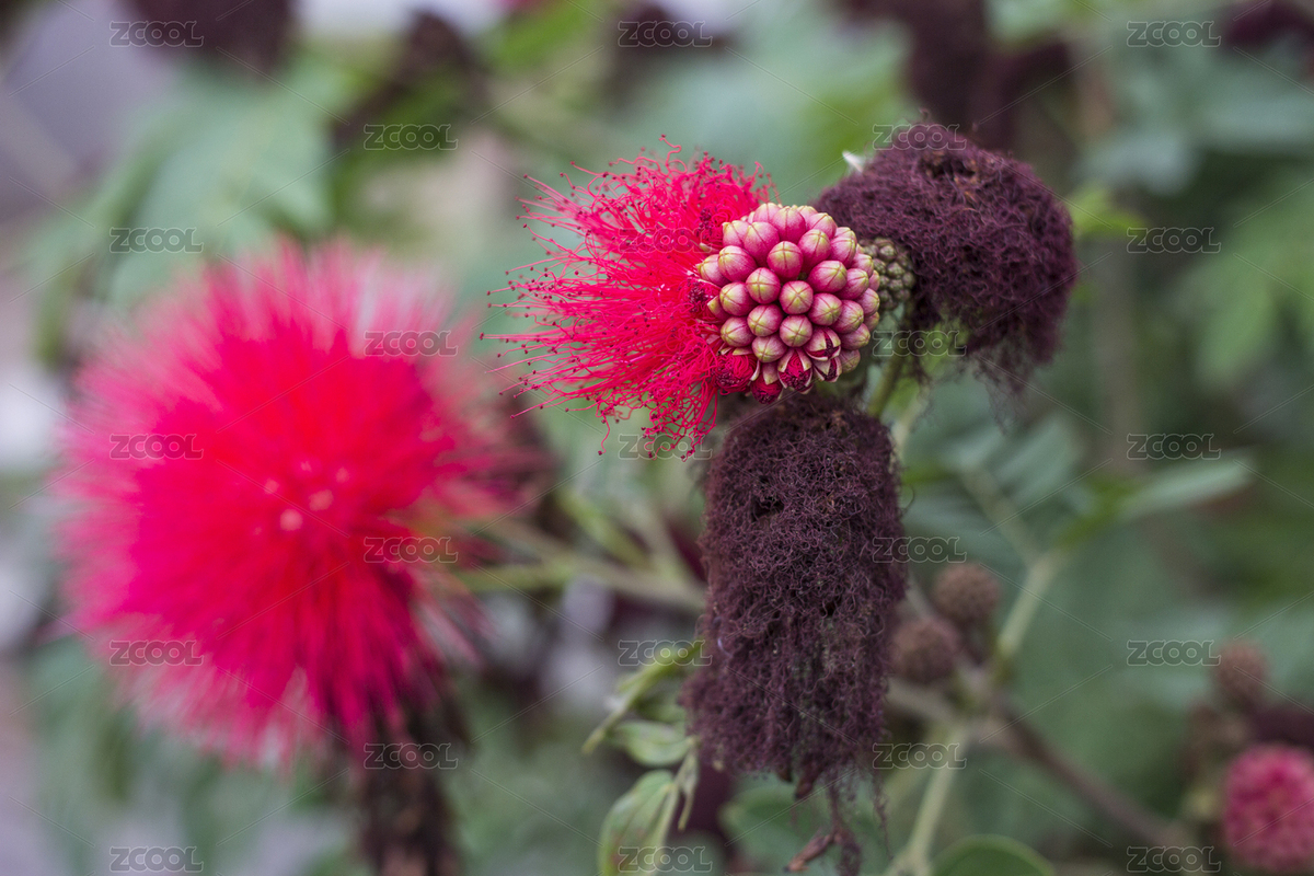 植物花朱櫻花（主預(yù)覽-258329） - 未分類(lèi) - 站酷設(shè)計(jì)師fengshang520原創(chuàng)素材 - 站酷ZCOOL