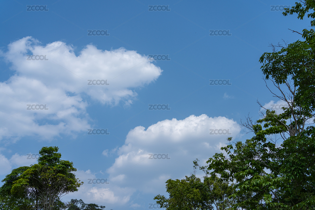 藍(lán)天白云下的樹梢（主預(yù)覽-5726658） - 未分類 - 站酷設(shè)計(jì)師Fez4mwH73A原創(chuàng)素材 - 站酷ZCOOL