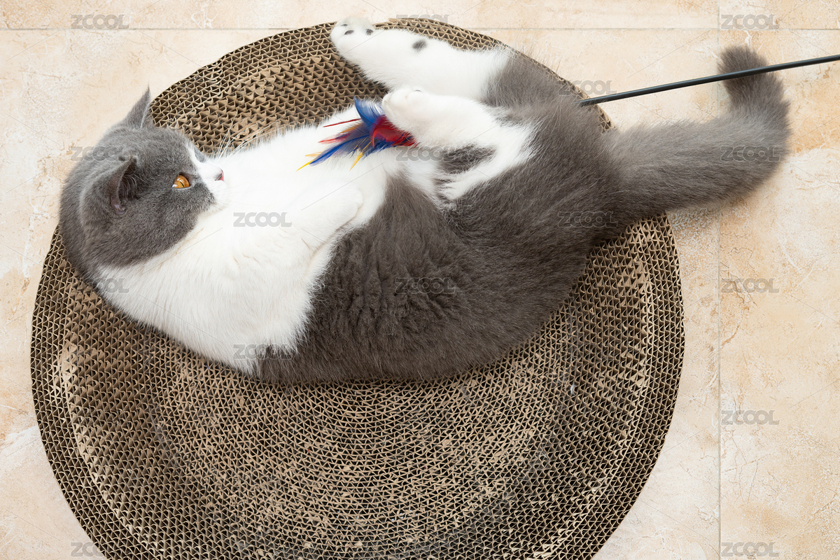 英短藍(lán)白躺在貓爪板上玩耍逗貓棒（主預(yù)覽-7237021） - 未分類 - 站酷設(shè)計(jì)師harveylaw原創(chuàng)素材 - 站酷ZCOOL