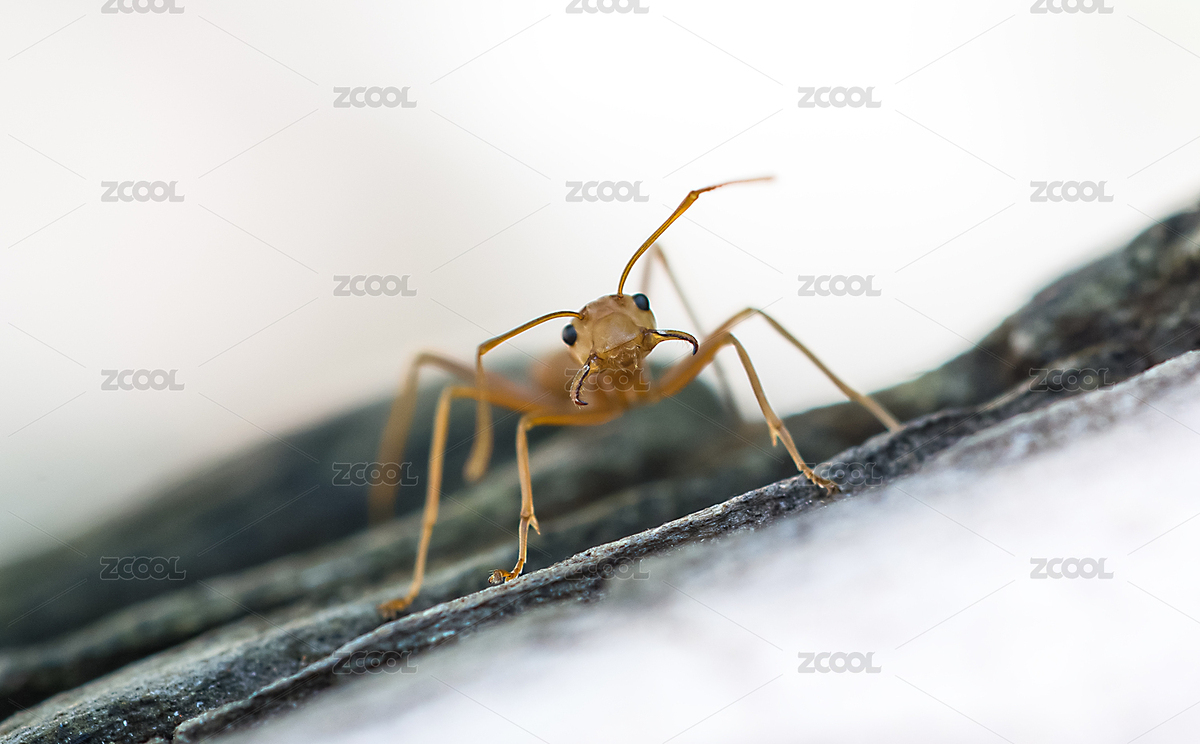 蚂蚁（主预览-5385905） - 未分类 - 站酷设计师没有买卖没有香菜原创素材 - 站酷ZCOOL