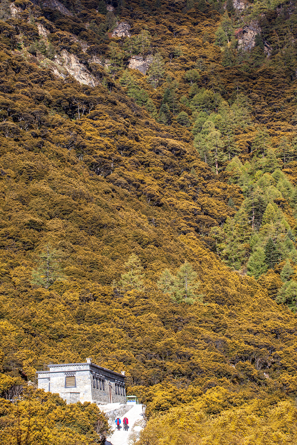 藏区（主预览-2850824） - 未分类 - 站酷设计师bao1226原创素材 - 站酷ZCOOL