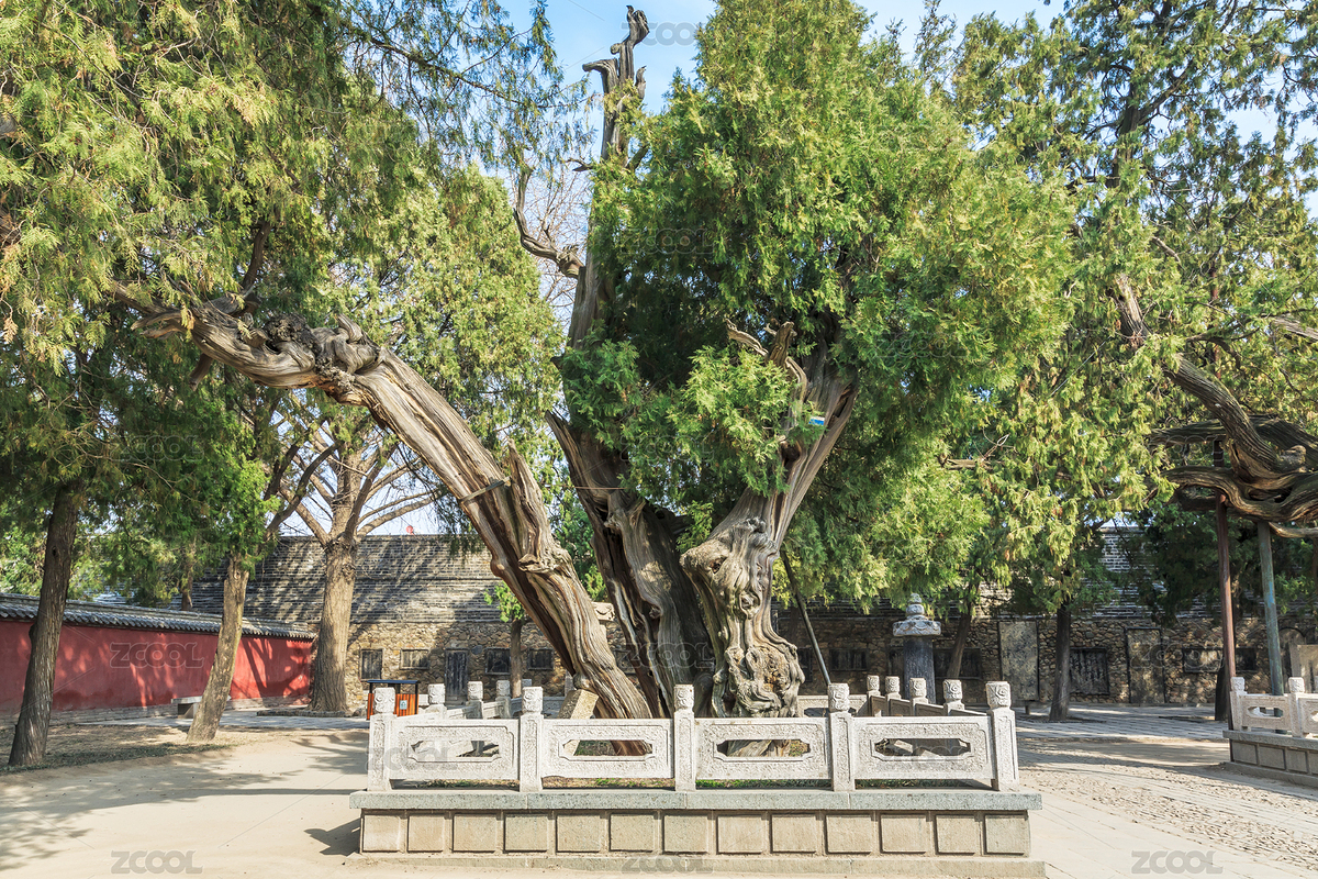 山東省泰安市岱廟漢柏院里的古柏樹（主預(yù)覽-3327322） - 未分類 - 站酷設(shè)計(jì)師秋影隨風(fēng)原創(chuàng)素材 - 站酷ZCOOL