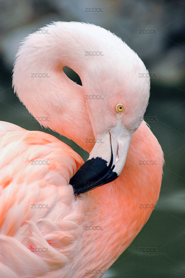 火烈鳥（主預(yù)覽-731617） - 未分類 - 站酷設(shè)計師金翅大鵬原創(chuàng)素材 - 站酷ZCOOL