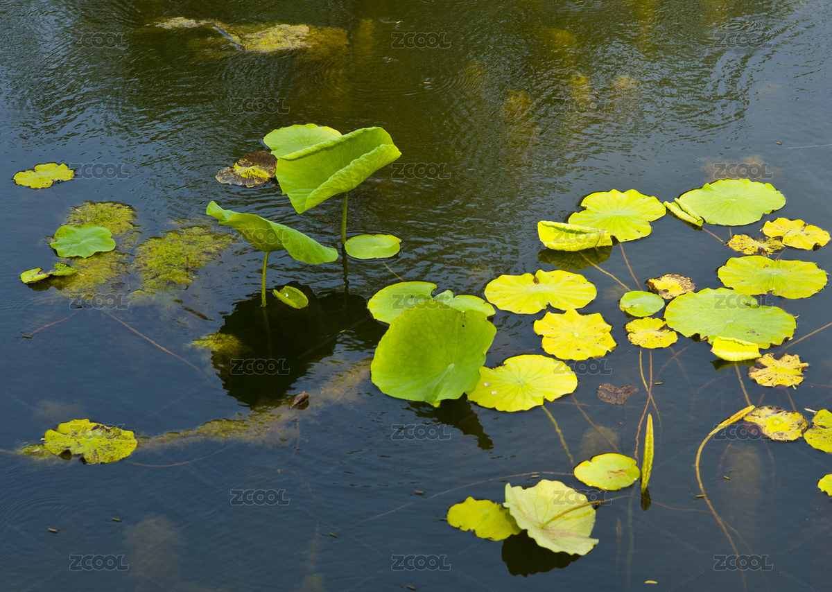 北京市，清華大學(xué)校園風(fēng)光（主預(yù)覽-6360892） - 未分類 - 站酷設(shè)計師hbsjzyjh原創(chuàng)素材 - 站酷ZCOOL