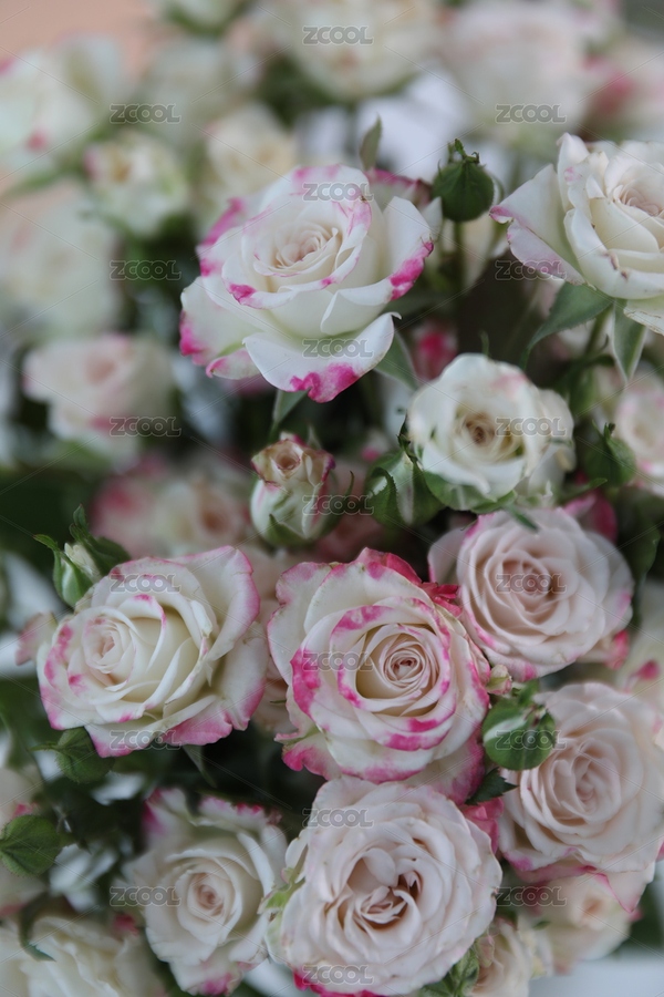 粉白色玫瑰花（主預(yù)覽-8441446） - 未分類 - 站酷設(shè)計師糖小貓小樂原創(chuàng)素材 - 站酷ZCOOL