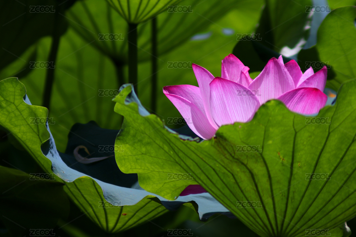 粉荷半掩綠波間（主預(yù)覽-10679498） - 未分類 - 站酷設(shè)計(jì)師0ZWbs5h10R原創(chuàng)素材 - 站酷ZCOOL