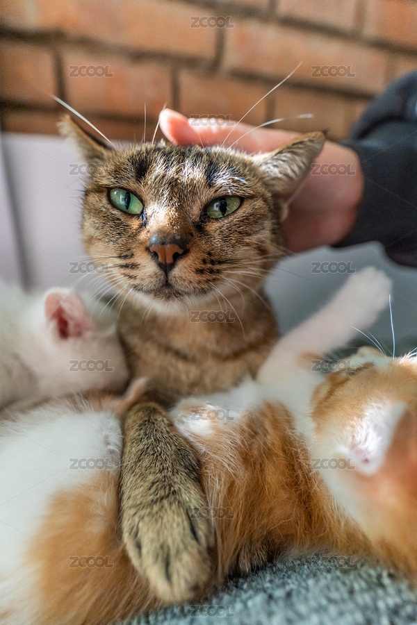 一個(gè)人的手撫摸貓媽媽和幼崽（主預(yù)覽-671982） - 未分類 - 站酷設(shè)計(jì)師文樸先生原創(chuàng)素材 - 站酷ZCOOL