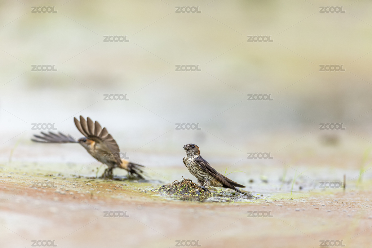 春天里一只金腰燕飛落沼田銜泥筑巢（主預(yù)覽-4701661） - 未分類 - 站酷設(shè)計(jì)師sunny0756原創(chuàng)素材 - 站酷ZCOOL