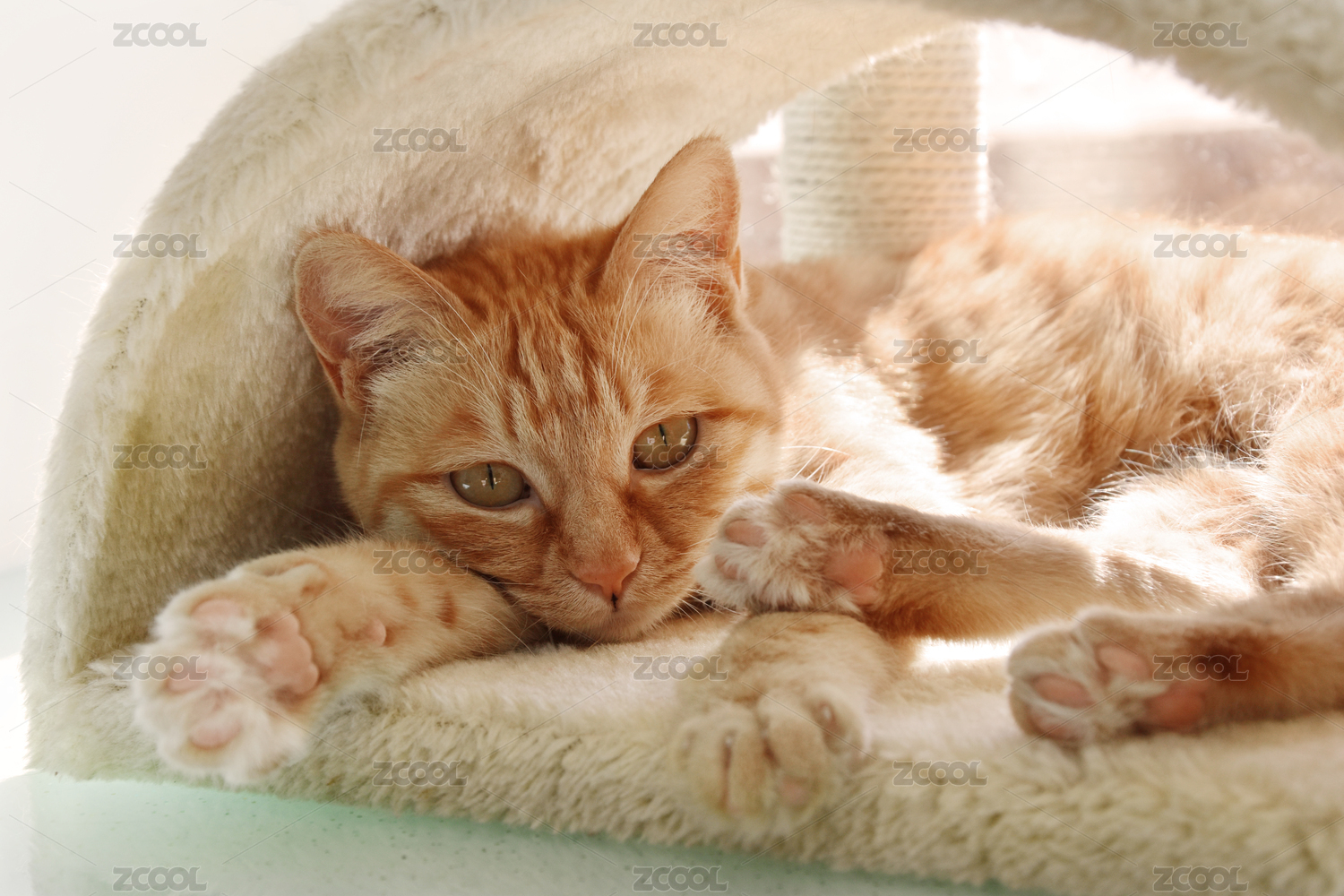 一只躺在猫窝里晒太阳的橘猫