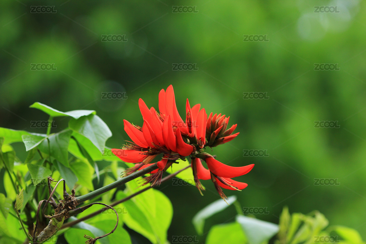 春天紅色的龍牙花龍爪花開(kāi)（主預(yù)覽-5633679） - 未分類 - 站酷設(shè)計(jì)師微捕手原創(chuàng)素材 - 站酷ZCOOL