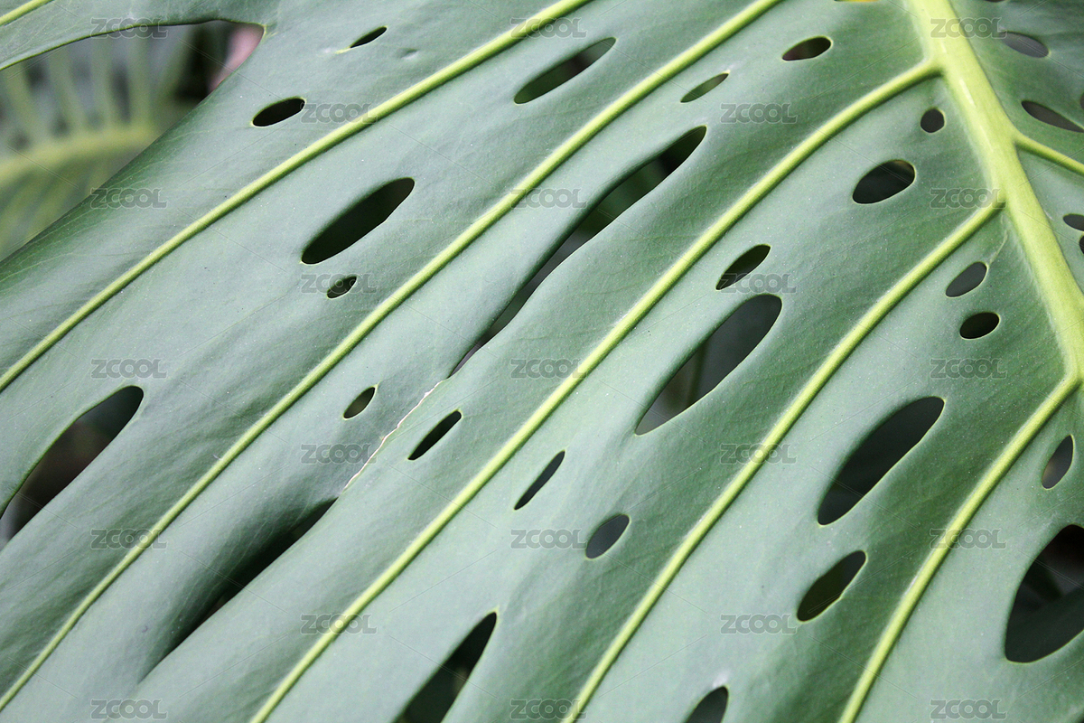 一片熱帶雨林闊葉葉子的花紋（主預覽-3745038） - 未分類 - 站酷設計師WUWUDEFENSI原創(chuàng)素材 - 站酷ZCOOL