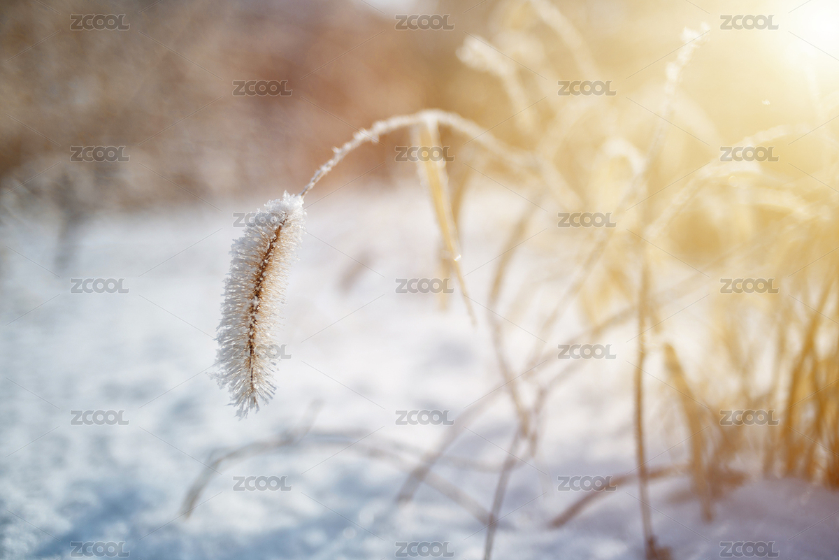 冬天阳光下雪地里凝结霜花的干草（主预览-1502972） - 未分类 - 站酷设计师雪天的故事原创素材 - 站酷ZCOOL