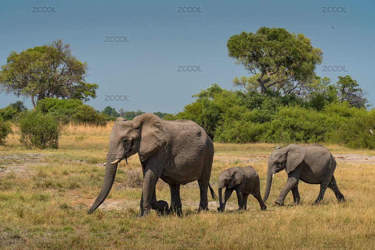 非洲博茨瓦納奧卡萬(wàn)戈象群（主預(yù)覽-7473989） - 未分類 - 站酷設(shè)計(jì)師CcccCccc1005原創(chuàng)素材 - 站酷ZCOOL