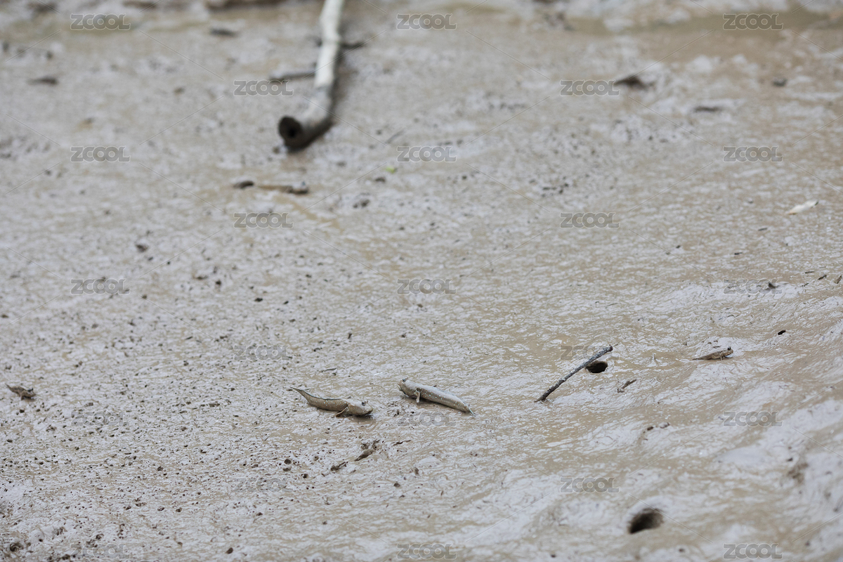 廣東珠海淇澳紅樹林保護區(qū)的大彈涂魚（主預覽-8679665） - 未分類 - 站酷設計師meimeier原創(chuàng)素材 - 站酷ZCOOL