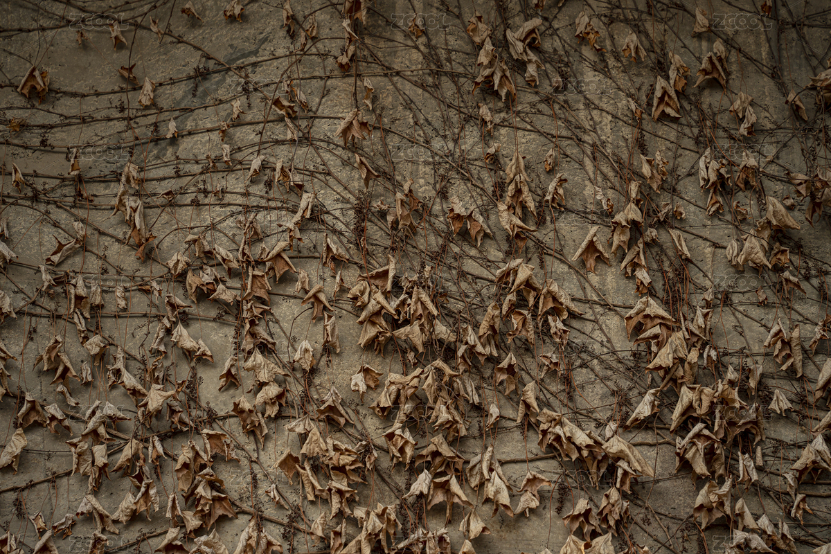 枯萎的爬藤植物（主預(yù)覽-8798204） - 未分類 - 站酷設(shè)計師攝影師爬爬原創(chuàng)素材 - 站酷ZCOOL